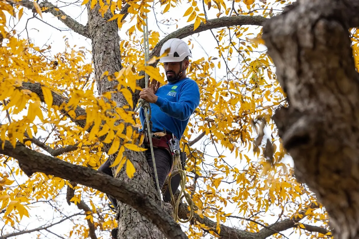 Skilled Tree Planting crew working in New Buffalo
